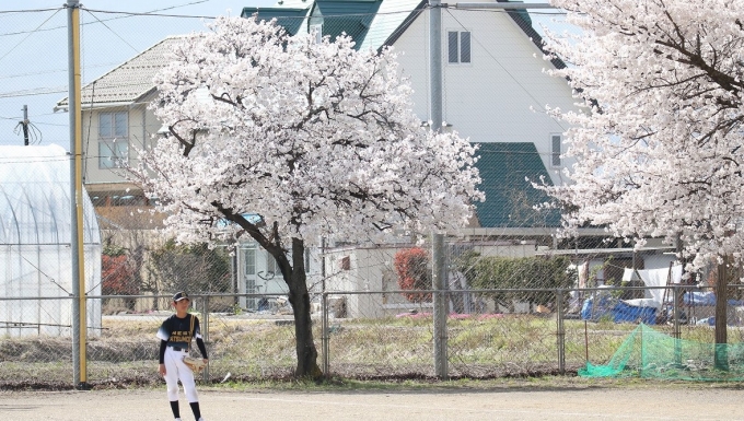 松本西リトルシニア野球協会 メイン画像2