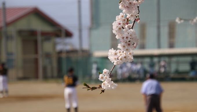 松本西リトルシニア野球協会 メイン画像4